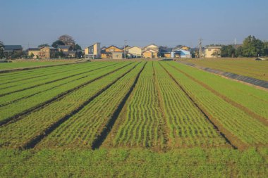 Japonya 2 Kasım 2013 'te tren penceresinden manzara