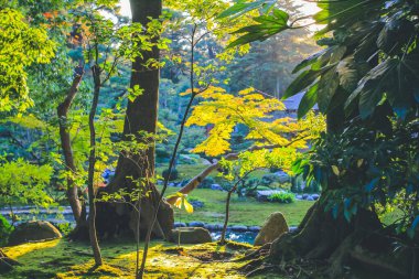 Kenroku Garden, Kanazawa, Japonya 1 Kasım 2013