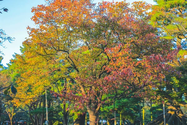 Landscape Kenroku Garden Kanazawa Japan Nov 2013 — Stock Photo, Image