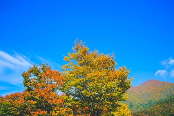 Krajobraz Ogrodu Kenroku Kanazawa Japonia Lis 2013 — Zdjęcie stockowe