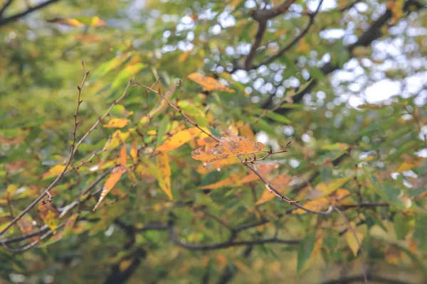 Желтый Лист Японии Осенний Сезон — стоковое фото