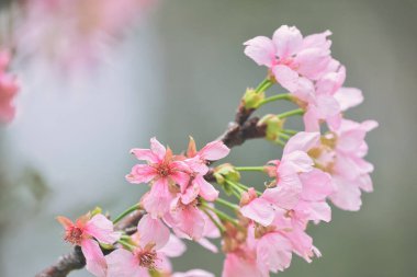 Pembe kiraz çiçeği, güzel kiraz çiçekleri..