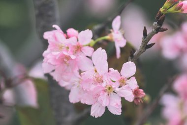 Pembe kiraz çiçeği, güzel kiraz çiçekleri..