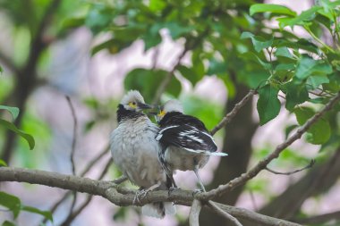 Siyah yakalı Starling 'in yakın çekimi.