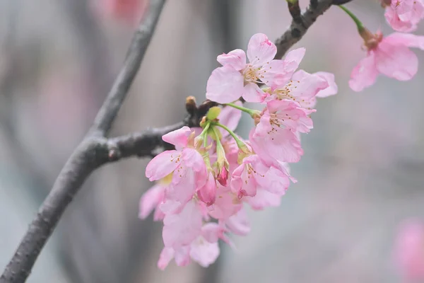 Pink Cherry Blossom Beautiful Cherry Blossoms — Stock Photo, Image