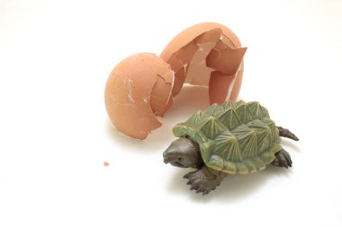 Yumurta kabuğuyla Macrochelys temminckii figürü