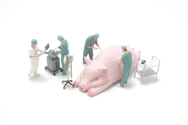 Veterinární Klinika Chirurgie Operace Provádí Zvířatech — Stock fotografie