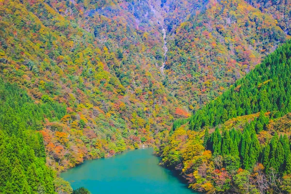 Некоторые Красочные Листья Середине Японии — стоковое фото