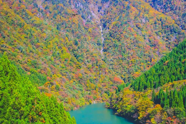 stock image some colorful leaves in middle of japan