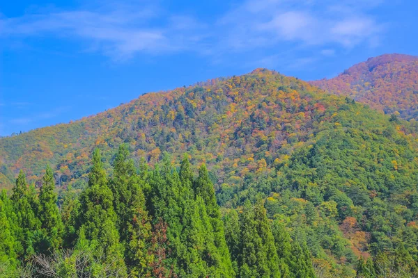 日本の真ん中にカラフルな葉があり — ストック写真