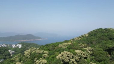 Clear Water Bay Road, Hong Kong 'da Crateva Unilocularis çiçeğinin havadan görünüşü.