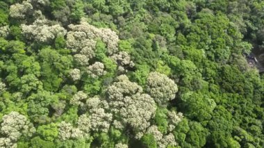 Clear Water Bay Road, Hong Kong 'da Crateva Unilocularis çiçeğinin havadan görünüşü.