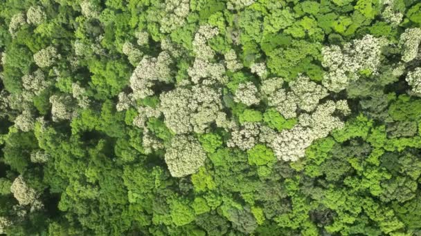 Aerial View Crateva Unilocularis Blossom Clear Water Bay Road Hong — Stock Video