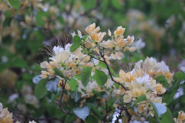 İlkbahar mevsiminde Crateva Unilocularis çiçek açar. Doğal arkaplan