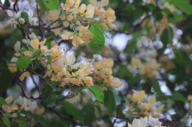 İlkbahar mevsiminde Crateva Unilocularis çiçek açar. Doğal arkaplan