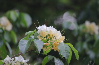 İlkbahar mevsiminde Crateva Unilocularis çiçek açar. Doğal arkaplan