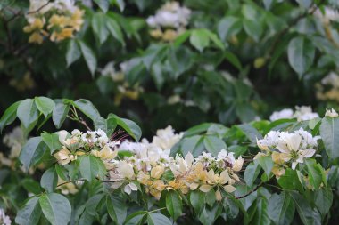 İlkbahar mevsiminde Crateva Unilocularis çiçek açar. Doğal arkaplan