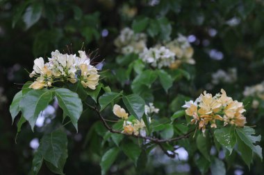 İlkbahar mevsiminde Crateva Unilocularis çiçek açar. Doğal arkaplan