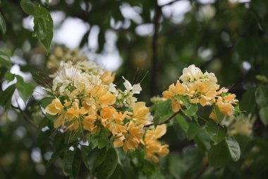 İlkbahar mevsiminde Crateva Unilocularis çiçek açar. Doğal arkaplan