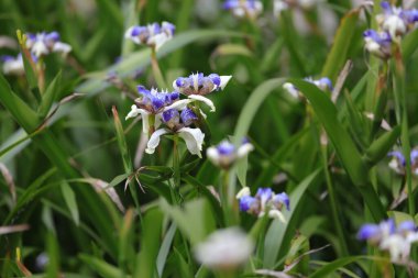 Yeni mavi bir Iris Çiçeği 'nin kapağını kapatın Baharda kapayın