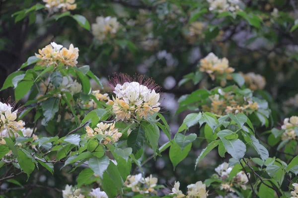 Crateva Unilocularis Blossom Springtime Season Natural Background — стоковое фото