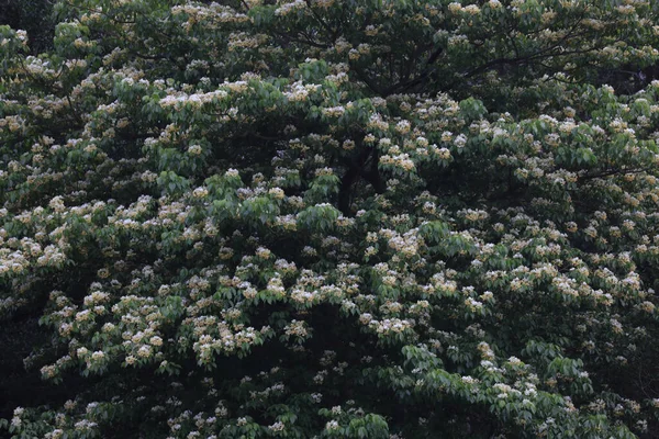 Crateva Unilocularis Blossom Springtime Season Natural Background — 스톡 사진
