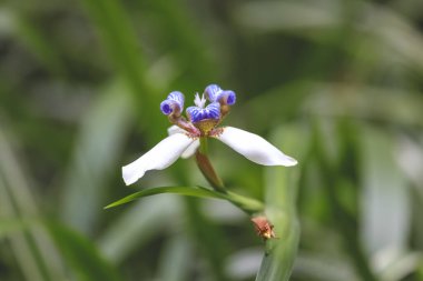 Mor bahçeli beyaz iris çiçeği
