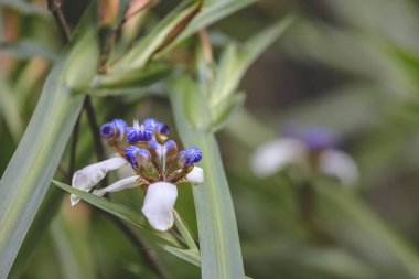 Mor bahçeli beyaz iris çiçeği