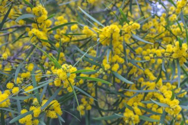 Çiçekli bir Cootamundra gerdanlığı Acacia baileyana ağacı