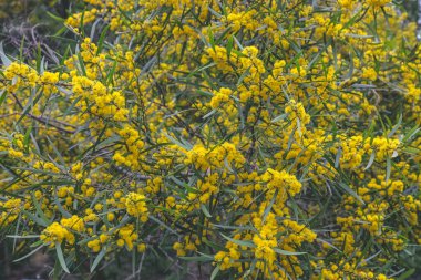 Çiçekli bir Cootamundra gerdanlığı Acacia baileyana ağacı