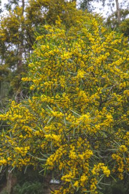 Çiçekli bir Cootamundra gerdanlığı Acacia baileyana ağacı