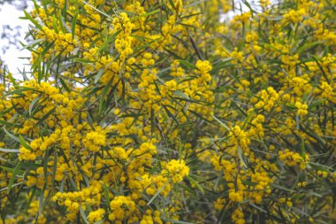 Çiçekli bir Cootamundra gerdanlığı Acacia baileyana ağacı