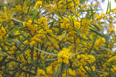 Çiçekli bir Cootamundra gerdanlığı Acacia baileyana ağacı