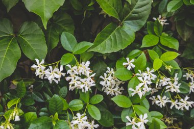 Çiçekli Yasemin, yasemin çiçekleri bahçede