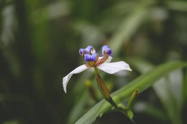 white iris flower with purple in a garden
