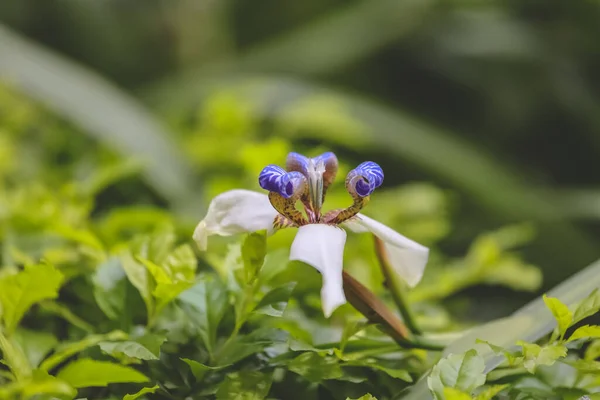 Flor Iris Blanco Con Púrpura Jardín — Foto de Stock