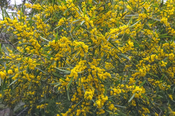 Floração Cootamundra Wattle Acacia Baileyana Árvore — Fotografia de Stock