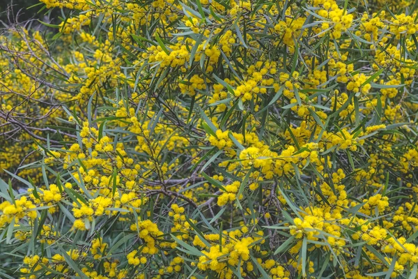 Kvetoucí Cootamundra Plášť Acacia Baileyana Strom — Stock fotografie