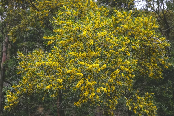 Ανθισμένο Δέντρο Cootamundra Wattle Acacia Baileyana — Φωτογραφία Αρχείου