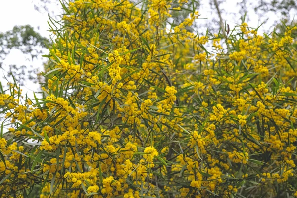 Flowering Cootamundra Wattle Acacia Baileyana Tree — Stock Photo, Image
