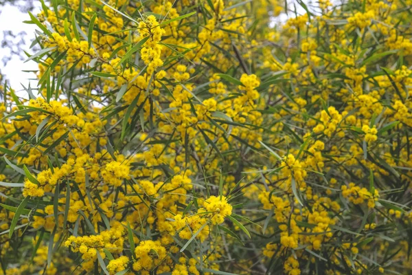 Çiçekli Bir Cootamundra Gerdanlığı Acacia Baileyana Ağacı — Stok fotoğraf