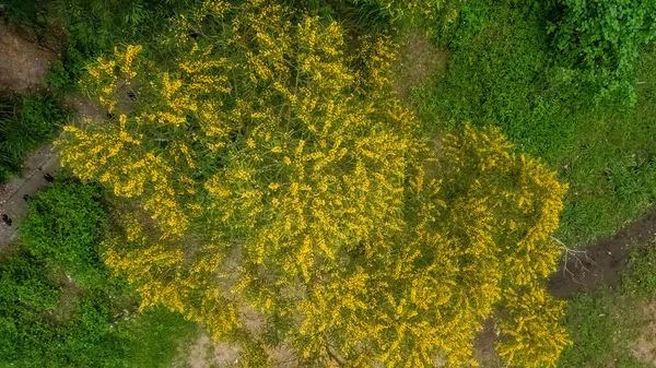Kwitnienie Cootamundra Zwis Acacia Baileyana Drzewo — Zdjęcie stockowe