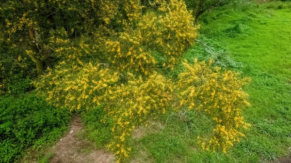 开着花的科塔门德拉橡胶树 — 图库照片