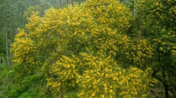 Çiçek Açan Cootamundra Gerdanlığı Acacia Baileyana Ağacı — Stok fotoğraf