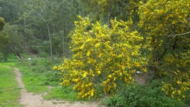 Çiçek açan Cootamundra gerdanlığı Acacia baileyana ağacı