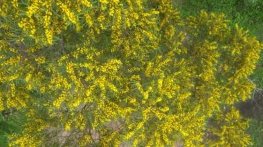 Çiçek açan Cootamundra gerdanlığı Acacia baileyana ağacı