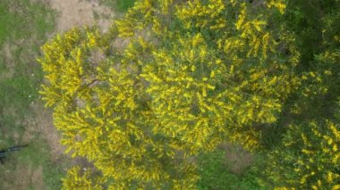 Çiçek açan Cootamundra gerdanlığı Acacia baileyana ağacı