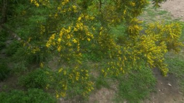 Çiçek açan Cootamundra gerdanlığı Acacia baileyana ağacı