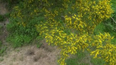 Çiçek açan Cootamundra gerdanlığı Acacia baileyana ağacı