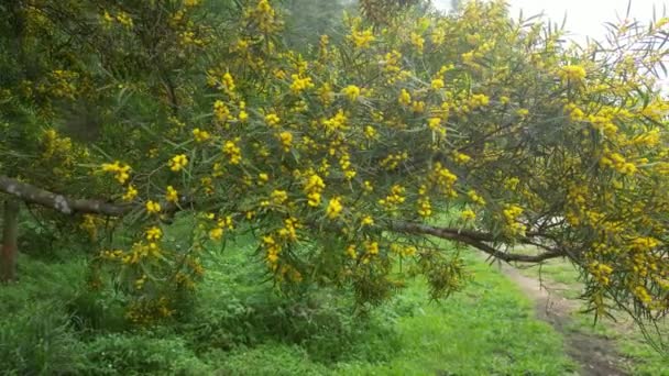 Flowering Cootamundra Wattle Acacia Baileyana Tree — Stock Video